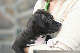 ADULTE ET CHIEN 412